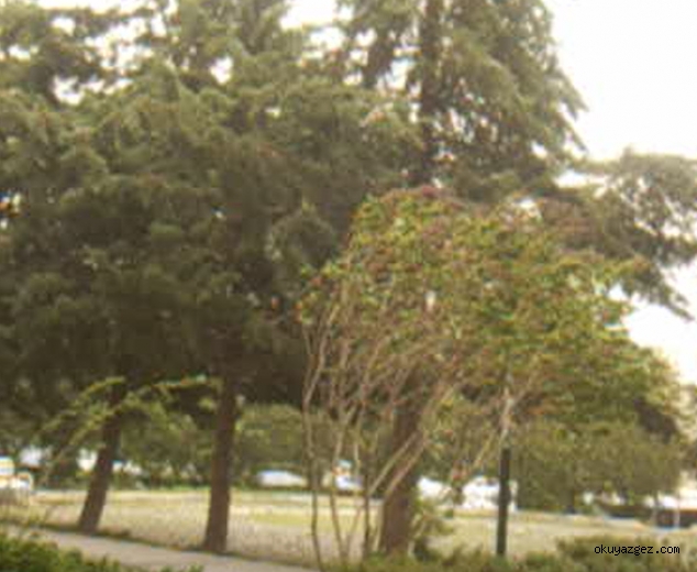 YAĞMURUN SESİ